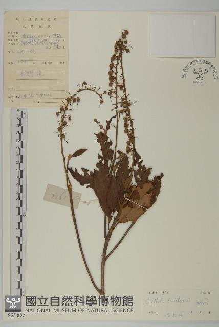 江南山柳藏品圖，第1張