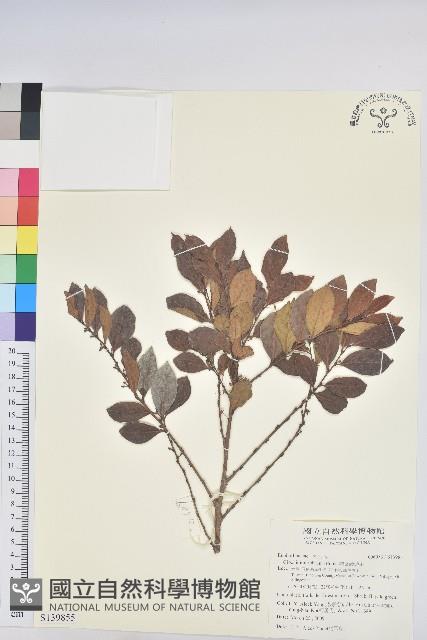 細葉饅頭果藏品圖，第1張