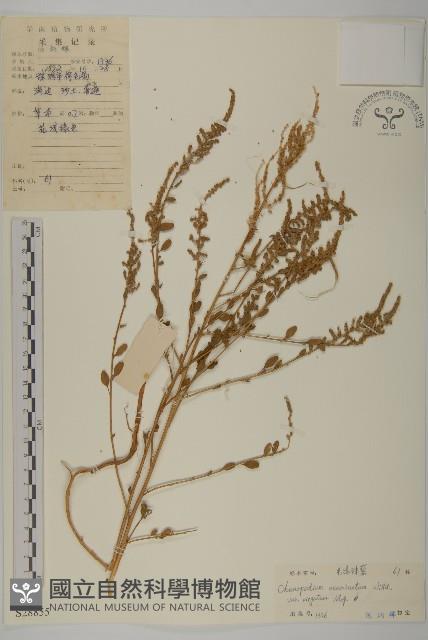 變葉藜、毛綠珠藜藏品圖，第1張