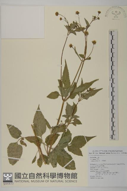 白花鬼針藏品圖，第1張