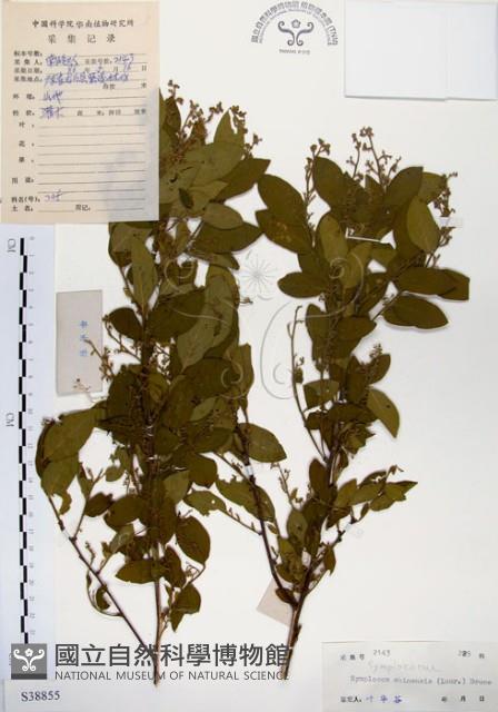 灰木藏品圖，第1張