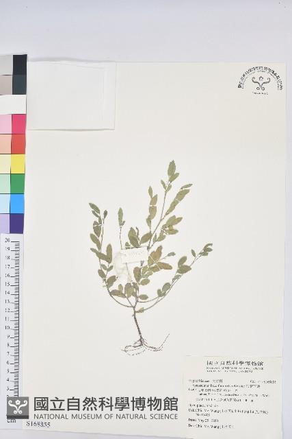 假葉下珠藏品圖，第1張