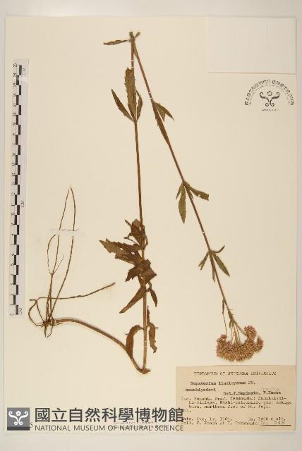 林氏澤蘭藏品圖，第1張