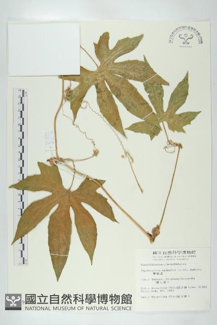 雙輪瓜藏品圖，第1張