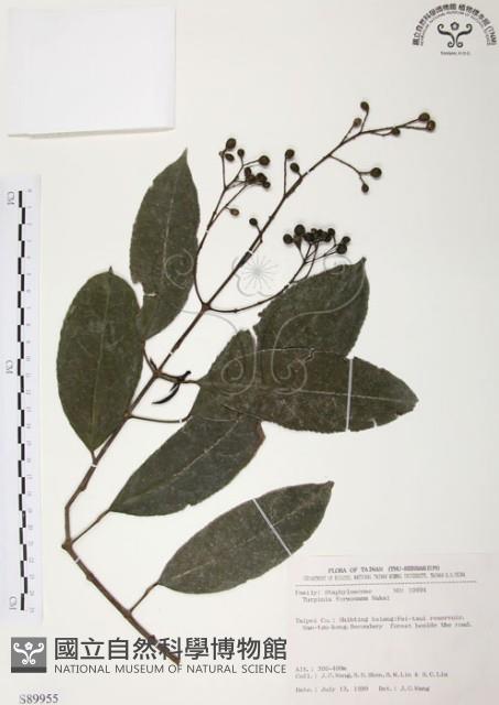 山香圓藏品圖，第1張