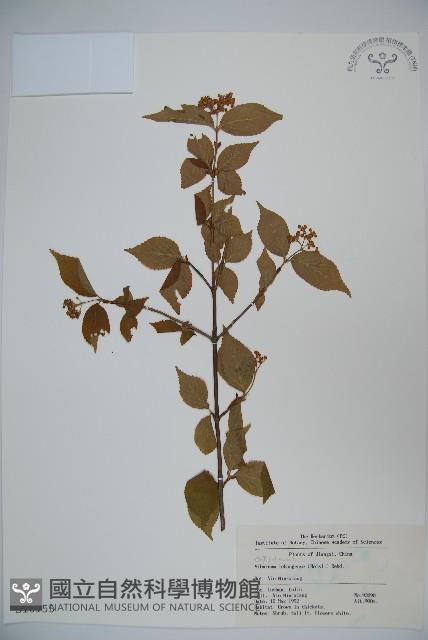 宜昌莢迷藏品圖，第1張