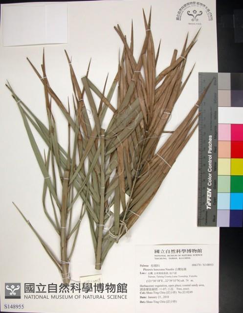 台灣海棗藏品圖，第1張