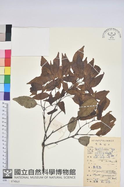 細葉青剛、黑稠、黑櫟、小葉青剛藏品圖，第1張