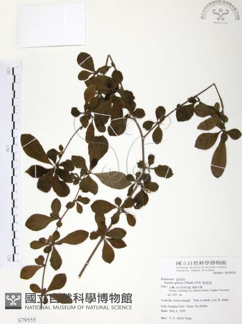 對面花藏品圖，第1張