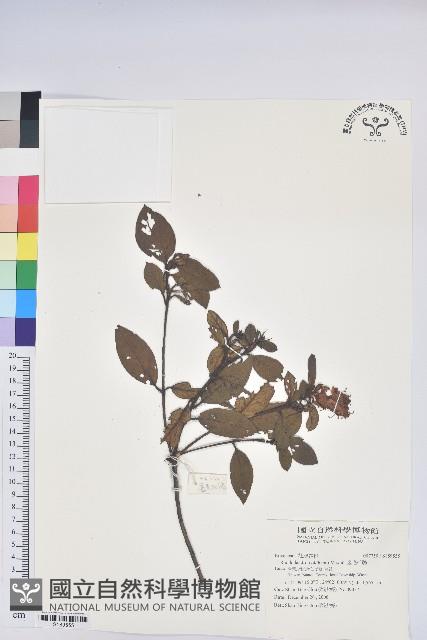 金毛杜鵑藏品圖，第1張