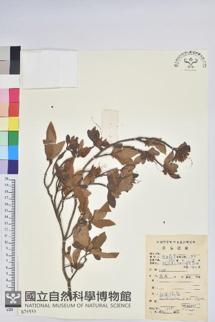 唐杜鵑、大屯杜鵑、中原氏杜鵑藏品圖，第1張