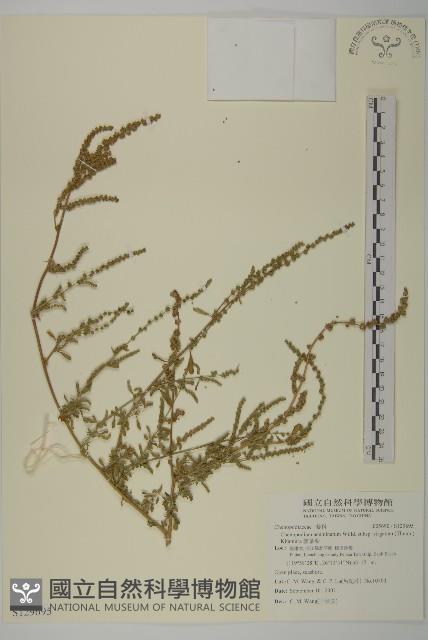 變葉藜藏品圖，第1張