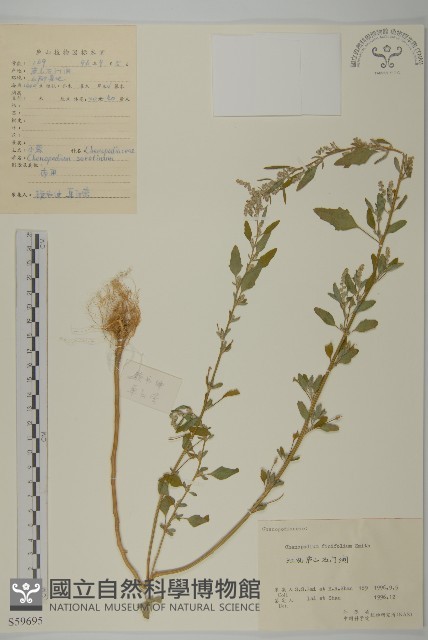 小藜藏品圖，第1張