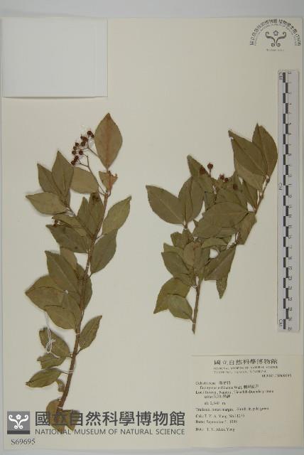 刺果衛矛藏品圖，第1張