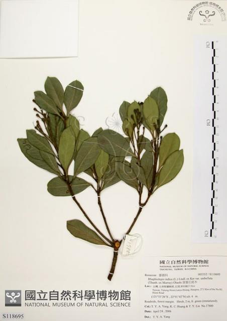 厚葉石斑木藏品圖，第1張