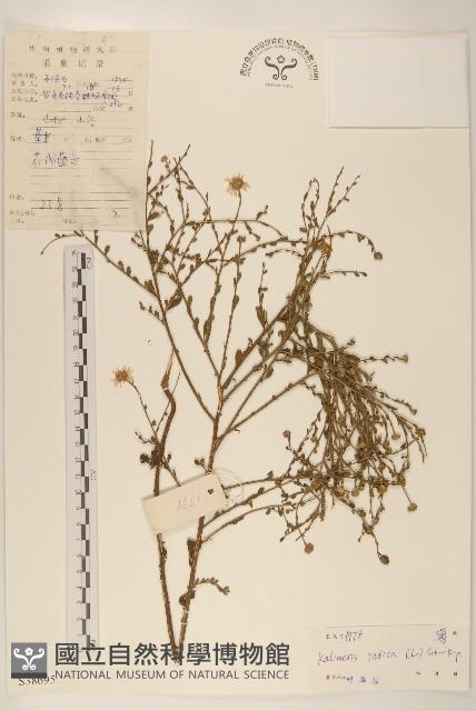 雞兒腸藏品圖，第1張