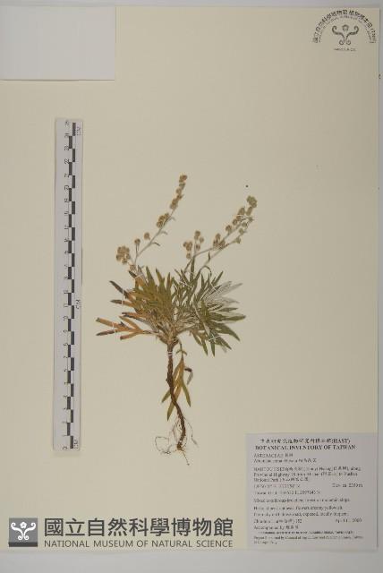 相馬氏艾、台灣狹葉艾藏品圖，第1張