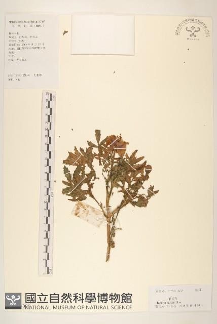 孔雀草、紅黃草、萬壽菊藏品圖，第1張