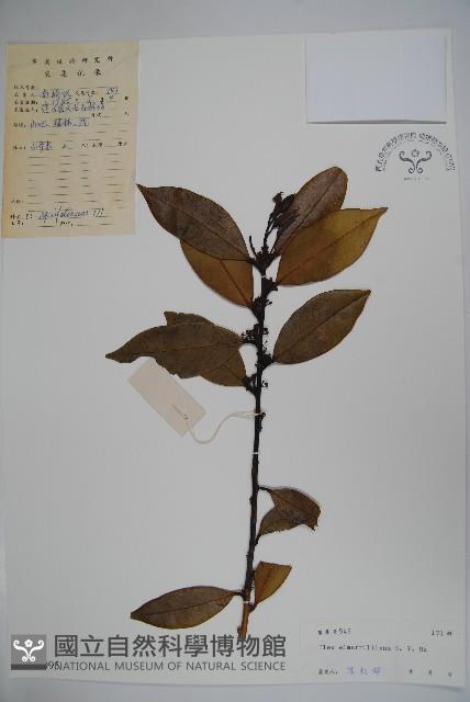 厚葉冬青藏品圖，第1張