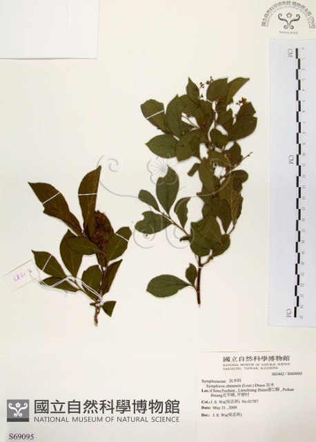 灰木藏品圖，第1張
