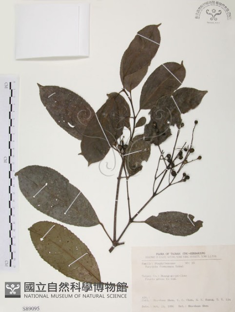 山香圓藏品圖，第1張