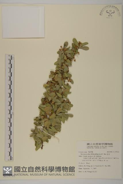 北仲, 刺裸實藏品圖，第1張