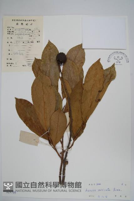 刺番荔枝藏品圖，第1張