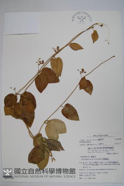 光葉鷗蔓藏品圖，第1張