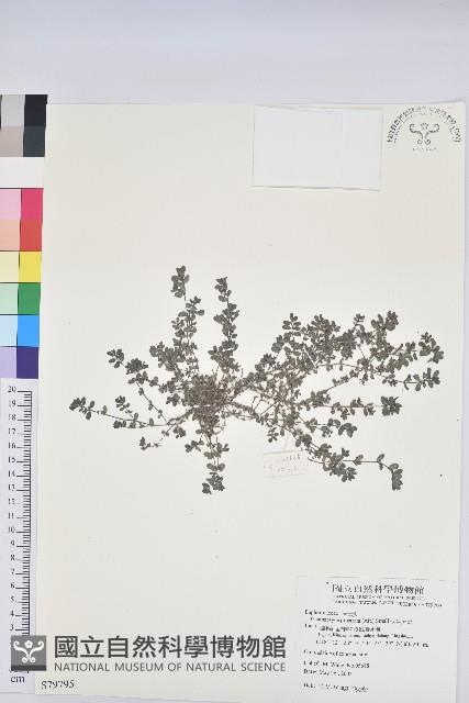 伏生大戟藏品圖，第1張