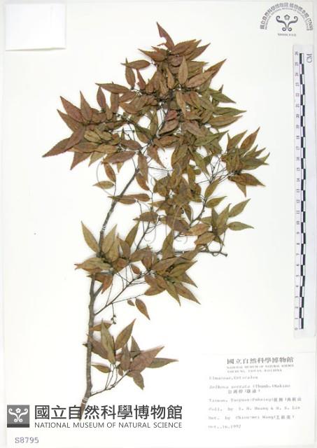 櫸、雞油藏品圖，第1張