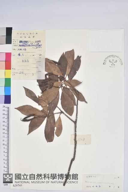 長蕊杜鵑藏品圖，第1張