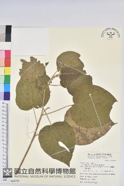 臺灣鐵莧藏品圖，第1張