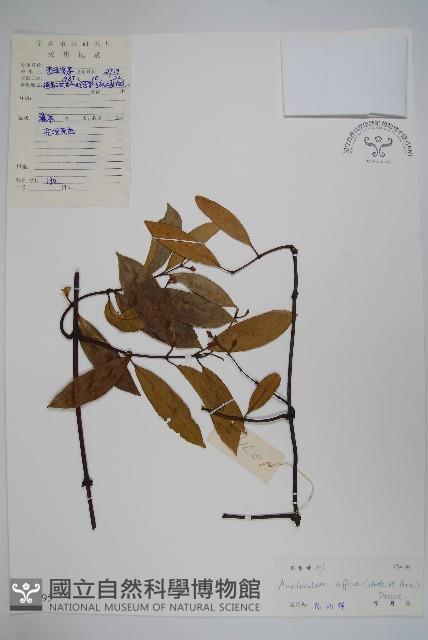 小錦蘭藏品圖，第1張