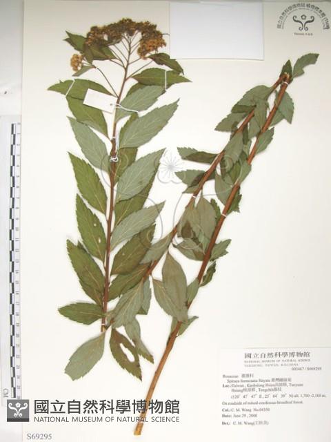 臺灣繡線菊藏品圖，第1張