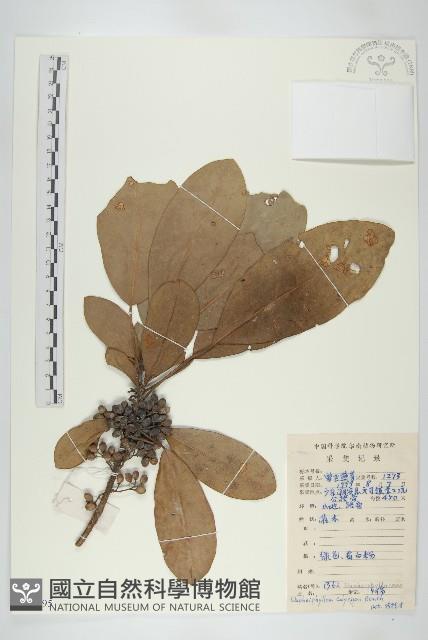 牛耳楓藏品圖，第1張