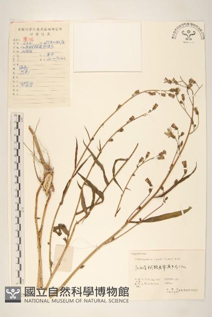 鵝仔草藏品圖，第1張