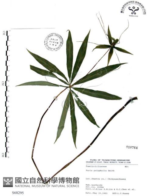 七葉一枝花藏品圖，第1張