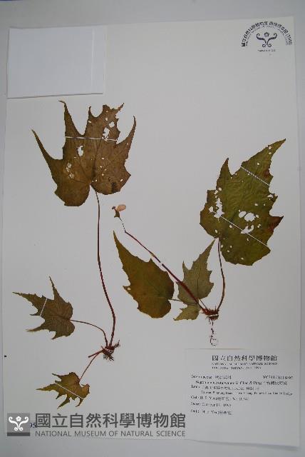 南台灣秋海棠藏品圖，第1張