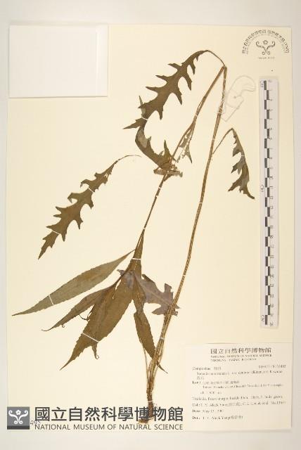 黃菀藏品圖，第1張