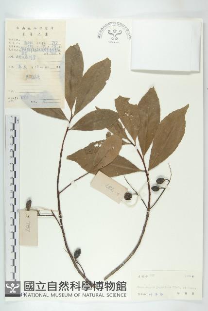 薯豆藏品圖，第1張