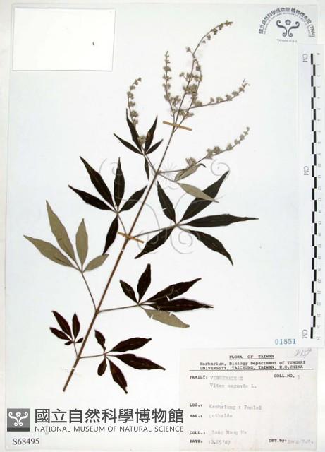 黃荊藏品圖，第1張