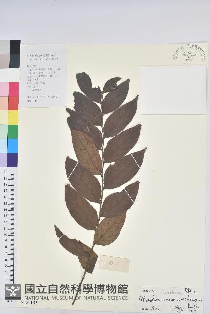 毛果算盤子藏品圖，第1張