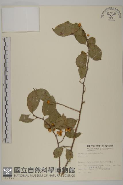 登錄號:S009195藏品圖，第1張