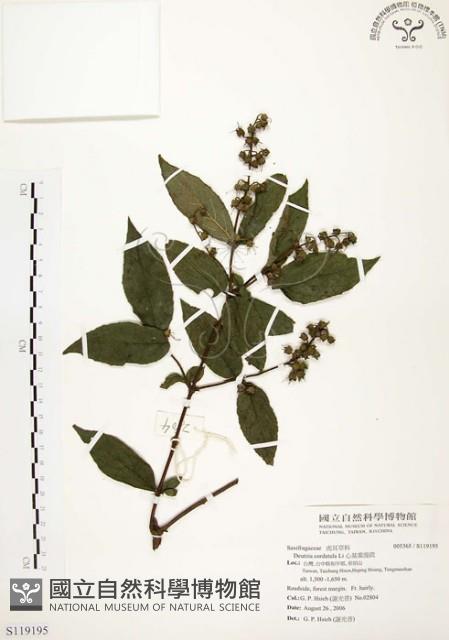 心基葉溲疏藏品圖，第1張