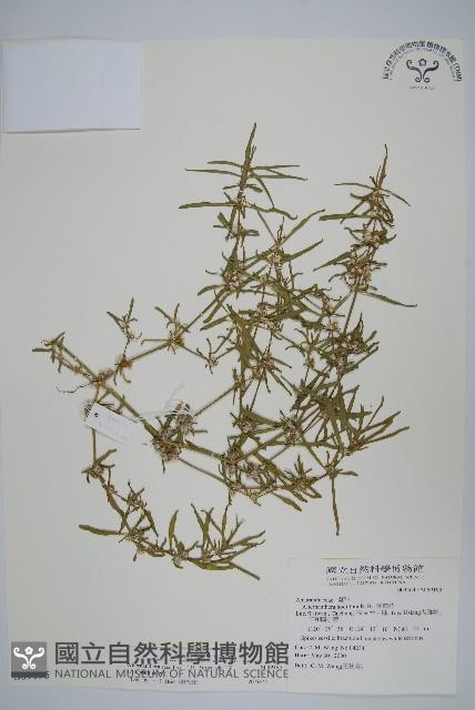 蓮子草藏品圖，第1張