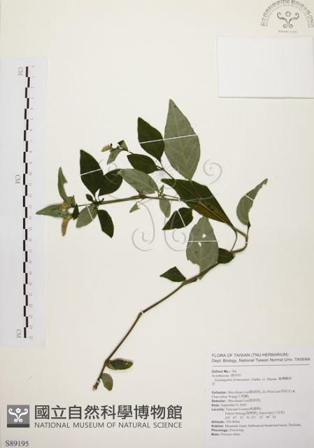 臺灣鱗球花藏品圖，第1張