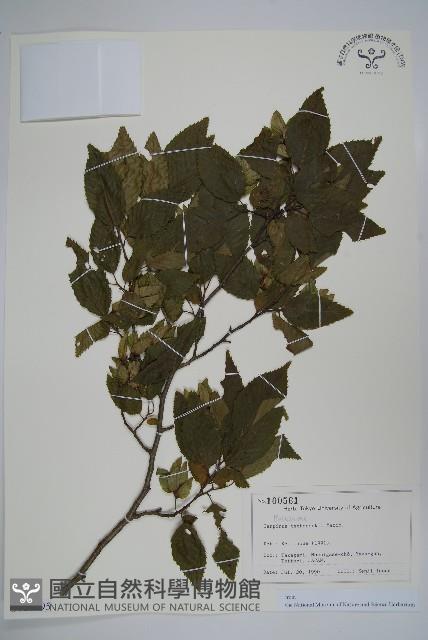 昌化鵝耳櫪藏品圖，第1張