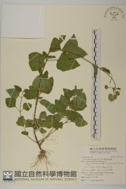 紫花霍香薊藏品圖，第1張