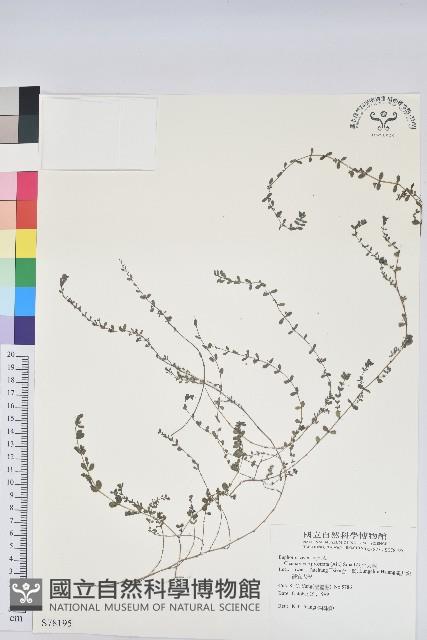 伏生大戟藏品圖，第1張