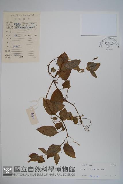 圓葉山梗菜藏品圖，第1張